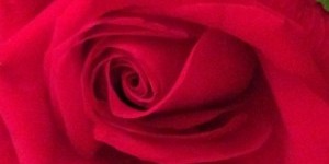 Image of Rose in Bloom